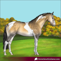 Horse Color:Buckskin Onyx Tobiano 