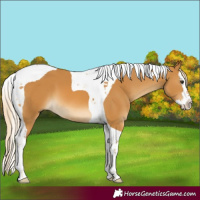 Horse Color:White Spotted Palomino Splash Tobiano