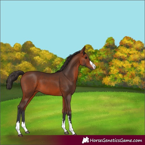 Horse Color:Unknown 