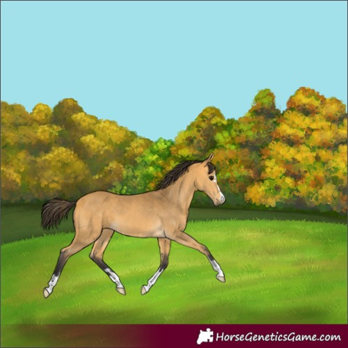 Horse Color:Unknown 