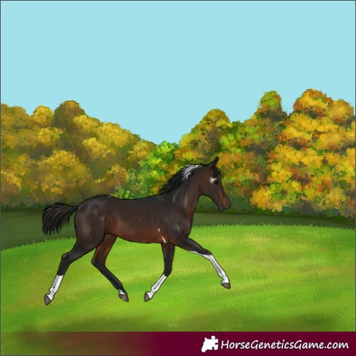 Horse Color:Unknown 