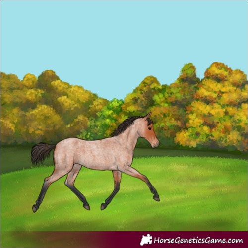 Horse Color:Unknown 