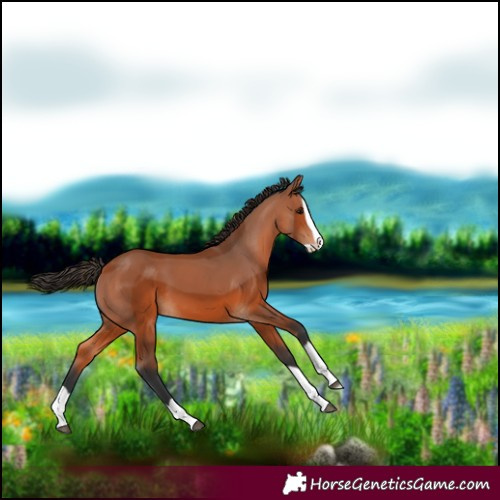 Horse Color:Bay Splash