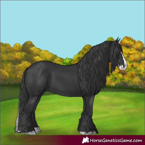 Horse Color:Black Splash