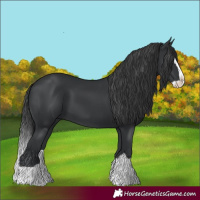 Horse Color:Black Splash 
