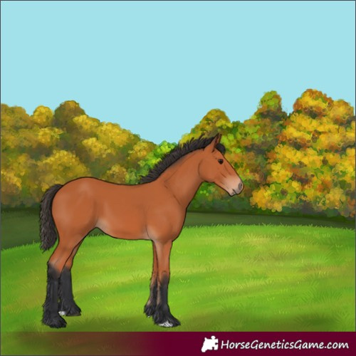 Horse Color:Bay 