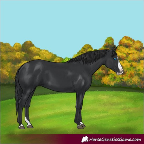 Horse Color:Black Splash 