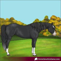 Horse Color:Black Splash