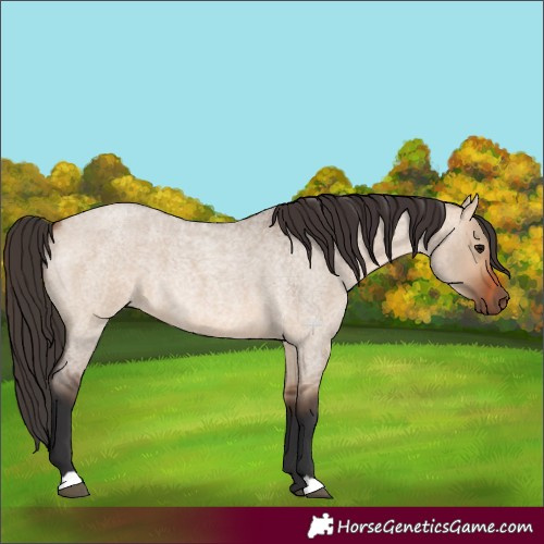 Horse Color:Bay Roan Dun 