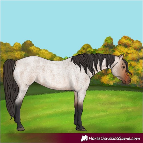 Horse Color:Bay Roan Dun 
