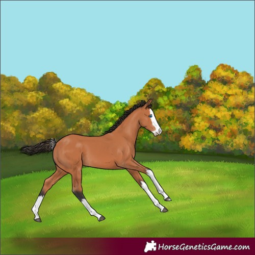 Horse Color:Bay Splash 