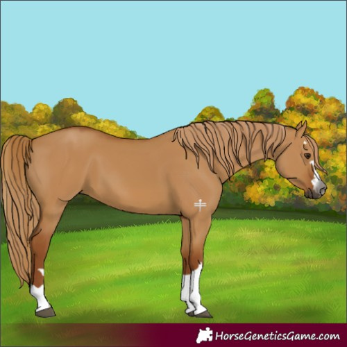 Horse Color:Gray Red Dun 