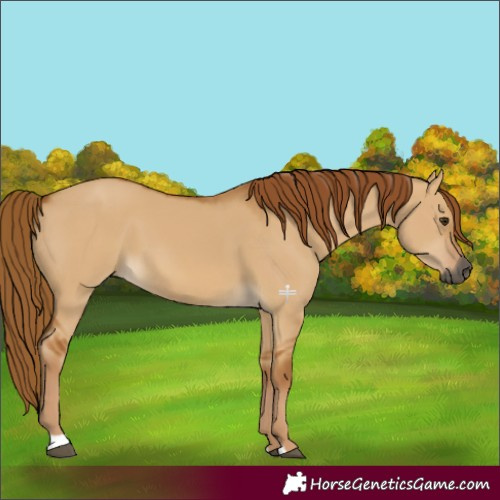 Horse Color:Gray Red Dun 
