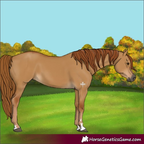 Horse Color:Gray Red Dun 