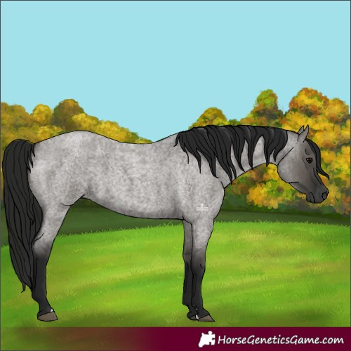 Horse Color:Gray Grullo Roan 