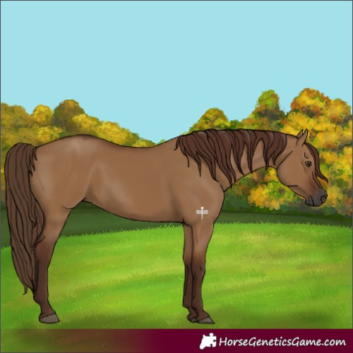 Horse Color:Gray Red Dun 