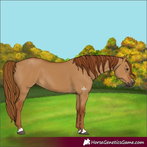 Horse Color:Gray Red Dun 