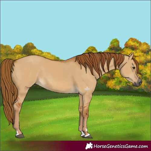 Horse Color:Gray Red Dun 