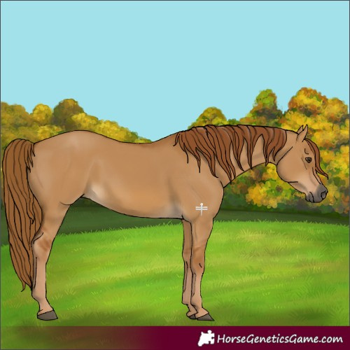Horse Color:Gray Red Dun 