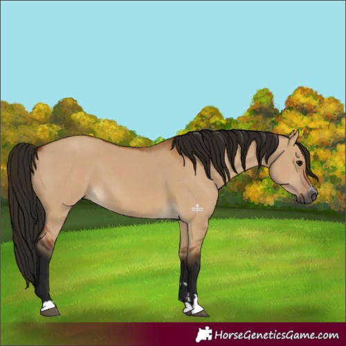 Horse Color:Gray Bay Dun 