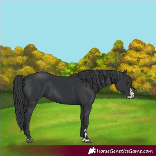 Horse Color:Black Splash
