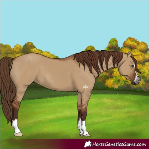 Horse Color:Gray Red Dun 