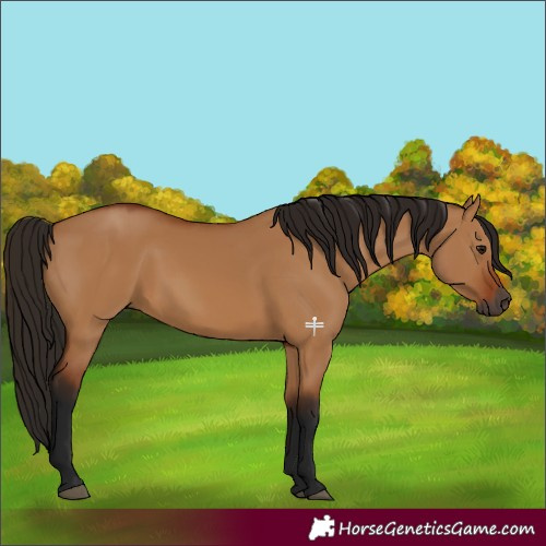 Horse Color:Gray Bay Dun 
