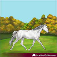 Horse Color:Gray White Spotted Silver Amber Champagne Dun Splash Tobiano Frame Appaloosa Rabicano