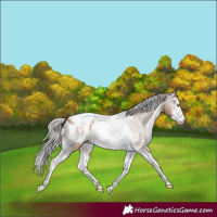 Horse Color:Gray White Spotted Silver Amber Champagne Dun Splash Tobiano Frame Appaloosa Rabicano