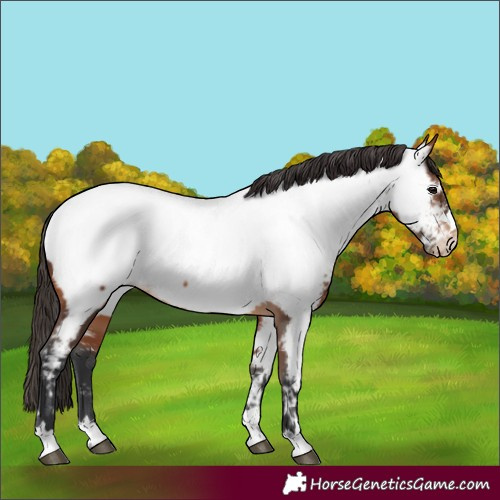 Horse Color:Bay Appaloosa 