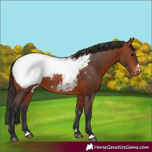 Horse Color:Bay Snowcap