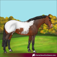 Horse Color:Bay Snowcap 