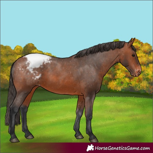 Horse Color:Bay Appaloosa 