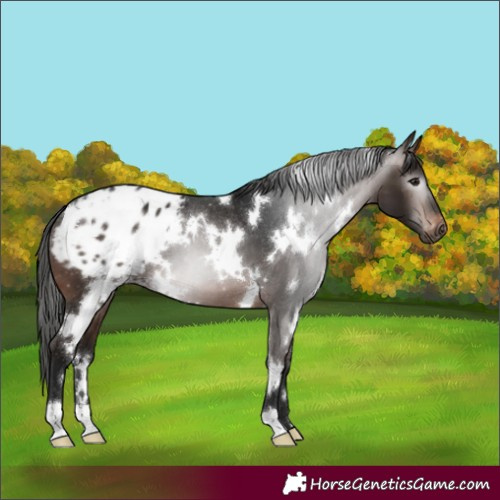 Horse Color:Gray White Spotted Brown Blanket