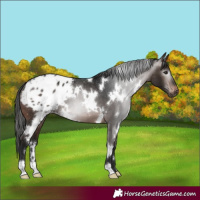 Horse Color:Gray White Spotted Brown Blanket 