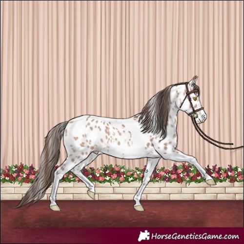 Horse Color:Amber Champagne Sabino Tobiano Appaloosa  and Amber Champagne Sabino Tobiano Appaloosa Rabicano 