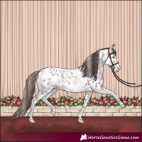 Horse Color:Amber Champagne Sabino Tobiano Appaloosa  and Amber Champagne Sabino Tobiano Appaloosa Rabicano 