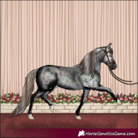 Horse Color:Amber Champagne Sabino Tobiano Near Leopard  and Amber Champagne Sabino Tobiano Near Leopard Rabicano 