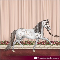 Horse Color:Amber Champagne Sabino Tobiano Appaloosa  and Amber Champagne Sabino Tobiano Appaloosa Rabicano 