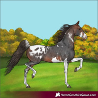 Horse Color:Bay Sabino Tobiano Appaloosa