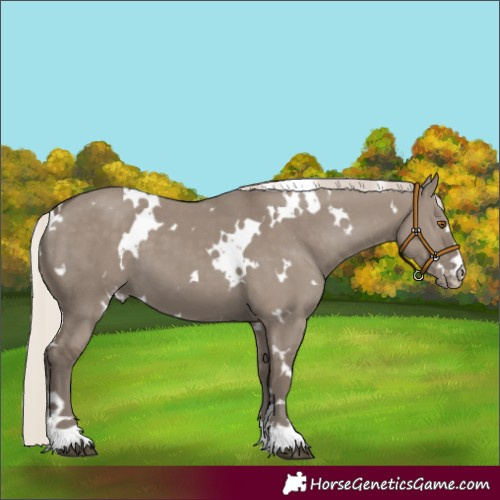 Horse Color:White Spotted Silver Grullo Appaloosa 