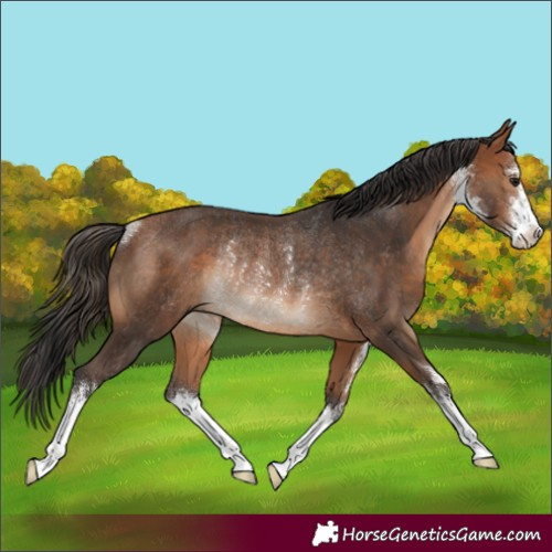 Horse Color:White Spotted Bay Rabicano 