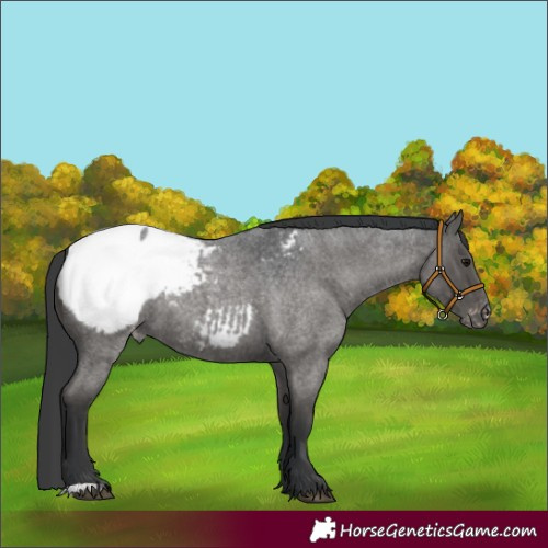 Horse Color:Blue Roan Snowcap