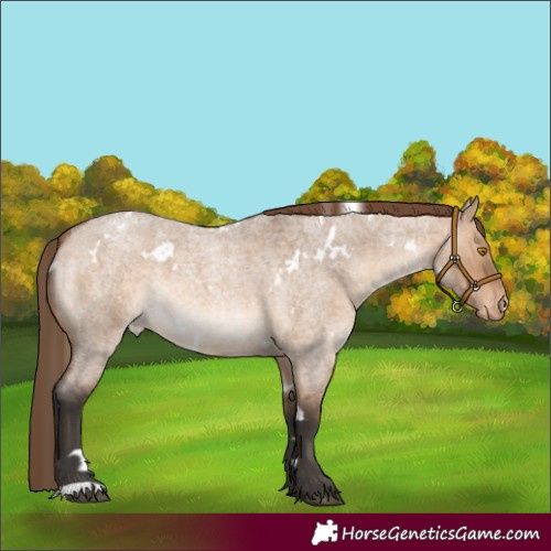 Horse Color:White Spotted Bay Roan Dun Varnish 
