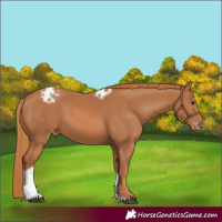 Horse Color:Chestnut Sabino Tobiano Appaloosa Rabicano 