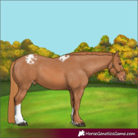 Horse Color:Chestnut Sabino Tobiano Appaloosa Rabicano 