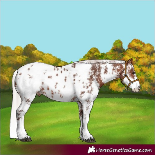 Horse Color:Silver Bay Sabino Appaloosa 