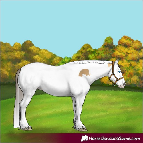 Horse Color:Buckskin Dun Splash Tobiano 
