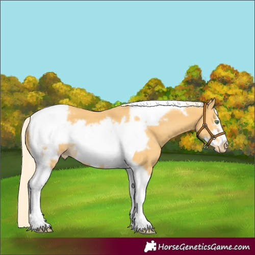 Horse Color:Gold Cream Champagne Tobiano Frame Blanket 