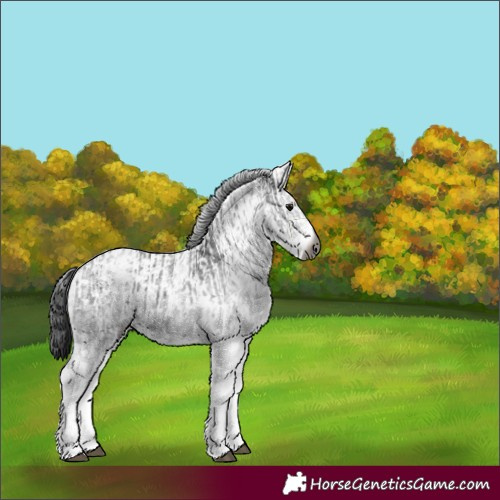 Horse Color:Gray White Spotted Black  and Gray White Spotted Black 